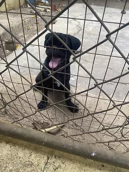 animales y mascotas - en Santiago cachorro de pug macho 