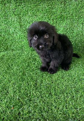 Corotos | Shihpoo hembras y machos. Dog, pet, mascotas, cachorro, perro ...