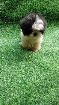 animales y mascotas - Shitzus hembras