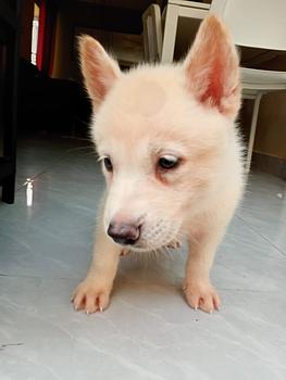 animales y mascotas - Husky