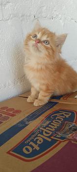 animales y mascotas - Gato angora turco macho. Cat, gatito, minino, pet, cat, ángora, vet