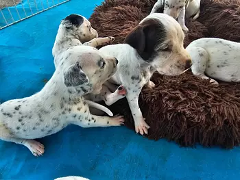 animales y mascotas - Dalmatas Macho y Hembra