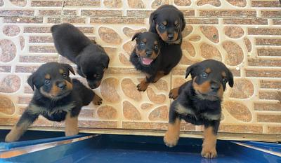 Corotos | OFERTA CACHORRO ROTTWEILER HEMBRA EN SANTO DOMINGO Y VACUNA ...