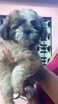 animales y mascotas - OFERTA CACHORRO SHIPOO HEMBRA EN SANTO DOMINGO Y S