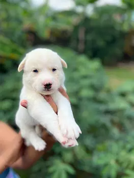 animales y mascotas - Cachorros kushye siveriano en venta 