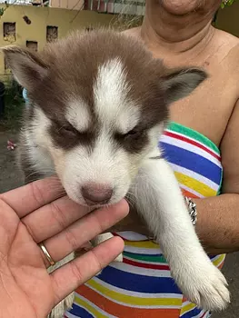 animales y mascotas - Husky siberiano