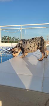 animales y mascotas - OFERTA CACHORRO BULLDOG FRANCES LILAC MERLE HEMBRA