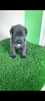 animales y mascotas - cane corso