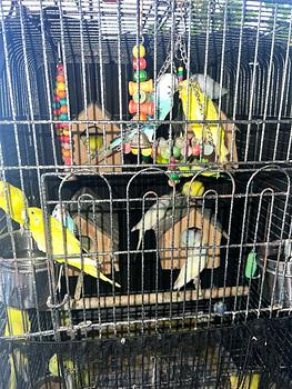 animales y mascotas - Se vende jaula grande completa con 14 periquitos del amor incluidos.