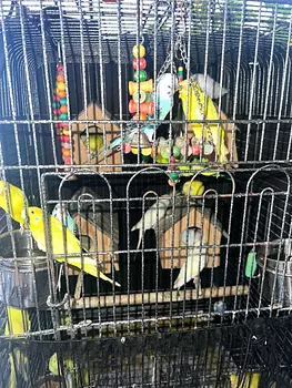 animales y mascotas - Se vende jaula grande completa con 14 periquitos del amor incluidos.