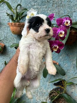 animales y mascotas - Shihpoo hembras y machos. Dog, pet, mascotas, cachorro, perro, shih poo, chi po
