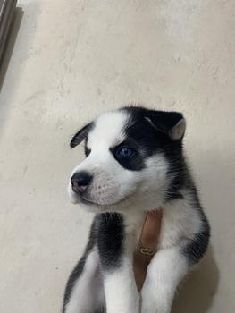 animales y mascotas - husky siberiano 