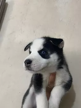 animales y mascotas - husky siberiano 