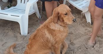 Otros productos - vendo perros golden retriever a RD$18,000