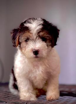 animales y mascotas - Shihpoo hembras y machos. Dog, pet, mascotas, cachorro, perro, shih poo, chi po