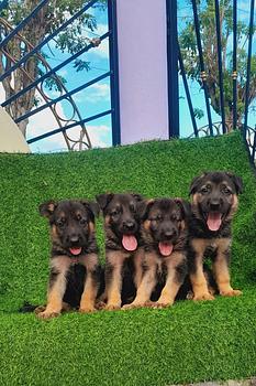 animales y mascotas - Pastor alemán hembra y machos. Dog, pet, mascotas, cachorro, vet, puppy, aleman