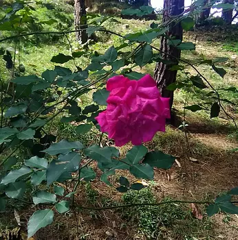 solares y terrenos - Bonita finca ecológica en la montaña con título legalizado