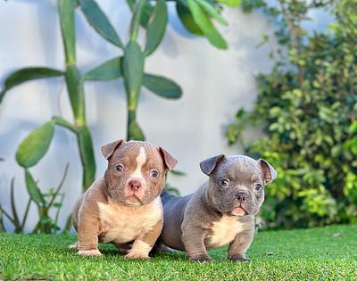 Corotos | micro bully cachorros con Pedigree