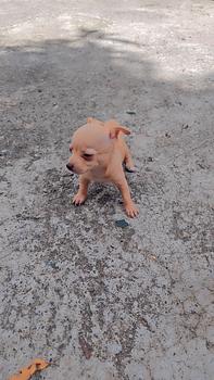 animales y mascotas - Chihuahua #2 recién nacido 
