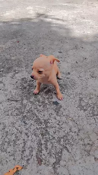 animales y mascotas - Chihuahua #2 recién nacido 