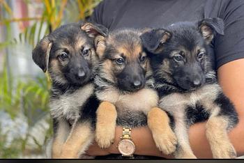 animales y mascotas - OFERTA CACHORRO PASTOR ALEMAN MACHO EN SANTO DOMIN