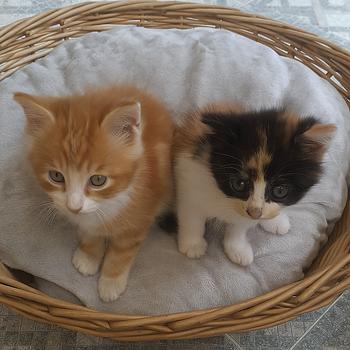 animales y mascotas - Gaticos disponibles para adopción.