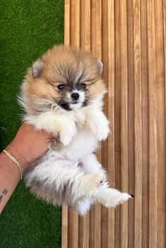 animales y mascotas - OFERTA CACHORRO POMERANIA MACHO EN SANTO DOMINGO Y