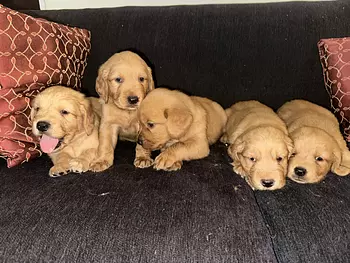 animales y mascotas - GOLDEN RETRIEVER - CACHORROS