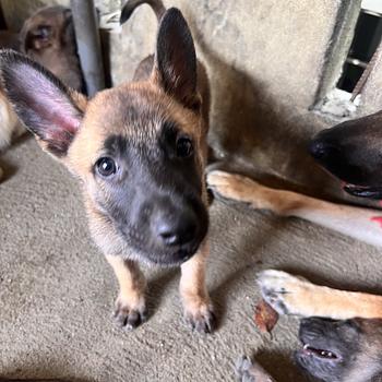 animales y mascotas - PASTOR BELGA MALINOIS