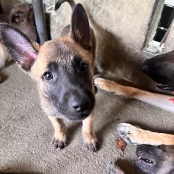 animales y mascotas - PASTOR BELGA MALINOIS