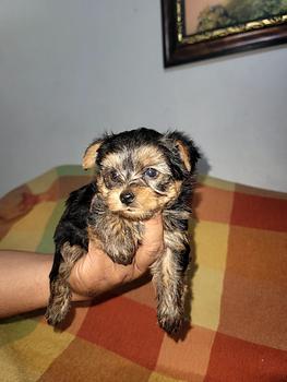 animales y mascotas - OFERTA CACHORRO YORKIE MACHO EN SANTO DOMINGO Y SE