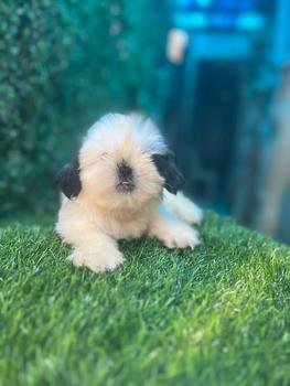 animales y mascotas - OFERTA CACHORRO SHIH TZU HEMBRA EN SANTO DOMINGO Y