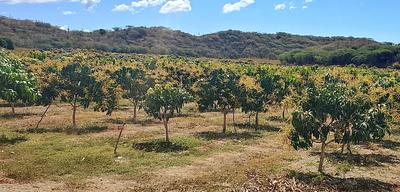 Corotos | Capata para finca