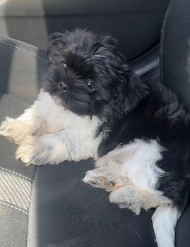 animales y mascotas - OFERTA CACHORRO SHIH TZU MACHO SE ENTREGA CON TODO