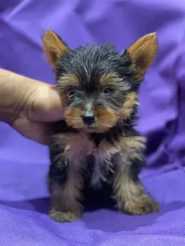 animales y mascotas - Yorkie 