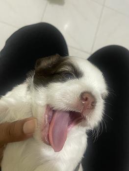 animales y mascotas - venta shipoo 