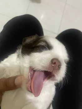 animales y mascotas - venta shipoo 