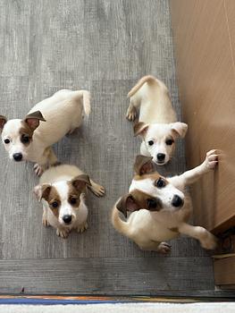 animales y mascotas - JACK RUSSELL TERRIER