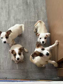 animales y mascotas - JACK RUSSELL TERRIER