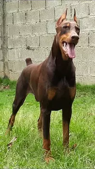 animales y mascotas - dóberman