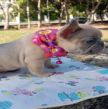 animales y mascotas - hermoso bulldog frances  macho y hembra