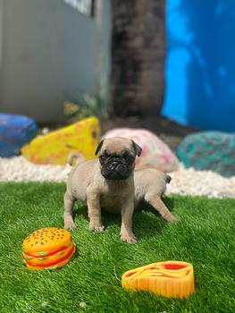 animales y mascotas - Pug hembras y machos. Dog, pet, mascotas, cachorro, vet, pugs, puppy, perro