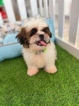 animales y mascotas - Shipoo hembra 