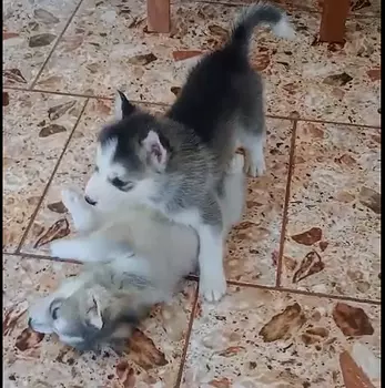 animales y mascotas - Husky Siberiano