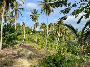solares y terrenos - Finca De Coco Y Cacao En Nagua