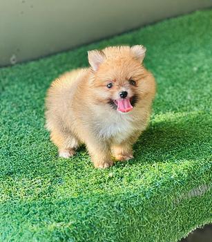 animales y mascotas - OFERTA CACHORRO POMERANIA MACHO EN SANTO DOMINGO Y