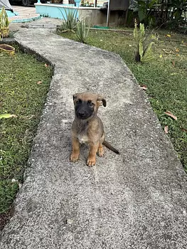 animales y mascotas - Cachorro pastor Belga Malinois 