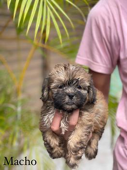 animales y mascotas - OFERTA CACHORRO SHIPOO MACHO EN SANTO DOMINGO Y SE