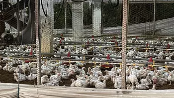 otros inmuebles - Granja de pollo  en moca con  30 tareas