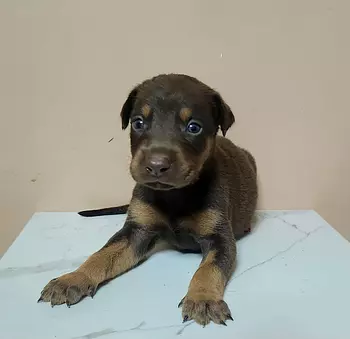 animales y mascotas - Doberman en venta 
